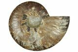 Cut & Polished Ammonite Fossil (Half) - Madagascar #329187-1